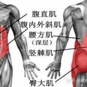 腹部两侧的肌肉叫什么_腹部两侧的肌肉叫什么名称
