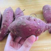 如何判断红薯变质