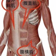 肚子两侧是什么 肚子两边的是什么肌肉