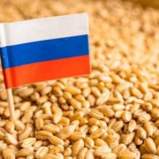 俄罗斯小麦质量如何判断-俄罗斯小麦质量如何