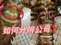 龙虾如何鉴别公母