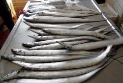 如何区别渤海湾刀鱼和海鱼-如何区别渤海湾刀鱼