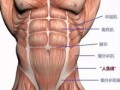 小腹上面的肌肉叫什么,小腹上面的肌肉叫什么名称 