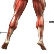 小腿排肠肌是什么_小腿排肠肌是什么肌