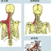 什么叫背伸展肌群,背伸展肌群有哪些 