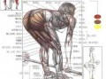  肌肉的类型什么不同「肌肉的类型什么不同呢」