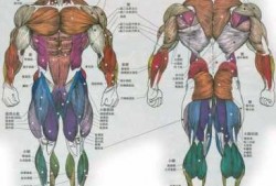 筋肉是什么