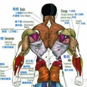 背阔肌下面是什么肌肉,背阔肌下面是什么肌肉 
