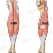 什么小腿肌群（小腿肌分几群?各群包括哪些肌肉?肌肉的作用是什么?）