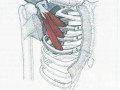  胸下面那块肌肉叫什么「胸下面是什么肌肉」