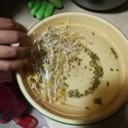 如何清洗绿豆芽,如何清洗绿豆芽? 