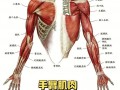 手臂后面叫什么部位-手臂后方是什么肌肉