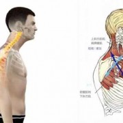 导致圆肩的肌肉是什么原因,引起圆肩的肌肉 