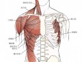 什么是肩部肌肉