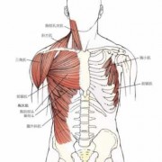什么是肩部肌肉