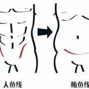 腹肌和肌肉有什么区别_腹肌和赘肉的区别