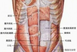 腹肌中缝的肉属于什么_腹肌中缝线叫什么
