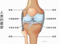 什么是膝关节前移（膝关节前屈后伸示意图）