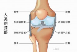 什么是膝关节前移（膝关节前屈后伸示意图）