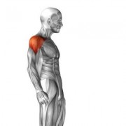  肩膀侧面的肌肉叫什么「肩膀 侧面」