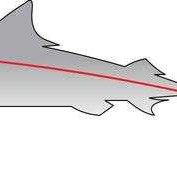 鲨鱼的侧线在哪里 鲨鱼两侧线的叫什么