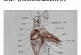 屈伸肩关节的肌分别是什么_肩关节屈曲和伸展的肌肉