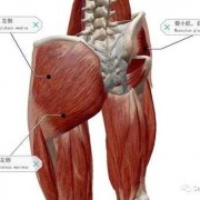 臀部的肌肉叫什么名字-臀部里面是什么肌
