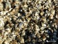 红肉河篮蛤如何去壳的简单介绍