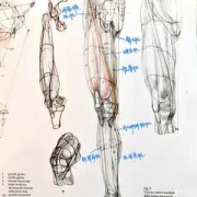什么小腿肌群（小腿肌分几群?各群包括哪些肌肉?肌肉的作用是什么?）