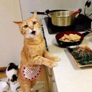 如何给猫做饭吃 如何给猫做饭