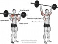  杠铃是什么肌肉收缩「杠铃锻炼的是哪部分肌肉」