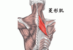 背部的菱形肌有什么作用和功能