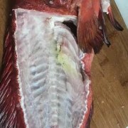 新鲜石斑鱼如何切片
