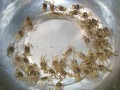  小河蟹如何清理干净「小河蟹怎么养活,小河蟹吃什么」