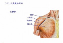 胸大肌和三角肌之间有什么