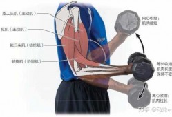 哪个动作是肌肉的缩短收缩 什么动作只收缩一块肌肉