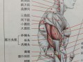 肱三头肌属于什么系统,肱三头肌属于什么结构层次 