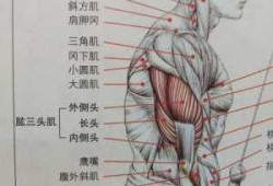 肱三头肌属于什么系统,肱三头肌属于什么结构层次 