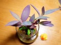 紫竹花怎么养,紫竹花的养殖 