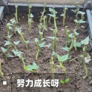 红薯叶怎么栽-红薯叶如何种植方法
