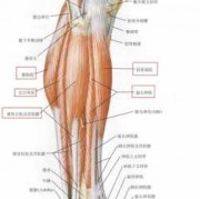 腿关节肌肉叫什么_腿部关节叫什么