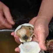 牡蛎如何看好坏图解 牡蛎如何看好坏