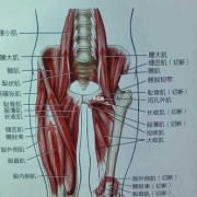 股中间肌起到什么作用,股中间肌的作用是什么 