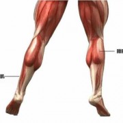 小腿肌肉有哪些都有什么作用