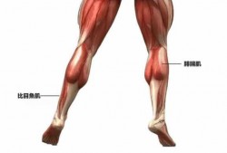 小腿肌肉有哪些都有什么作用