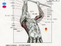 肌肉运动是什么控制的