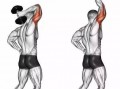 什么运动可以锻炼肱二头肌和肱三头肌