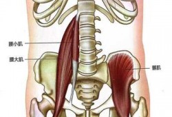 腰的肌肉是什么样的_腰部的肌肉