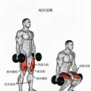 股内肌在哪里图解 股内肌有什么作用锻炼