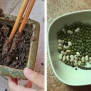 如何摘豆芽菜